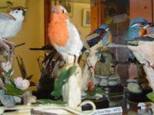 bird11