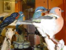 bird2