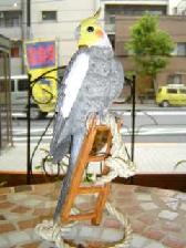 bird32